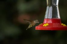 Hummingbirds at the hummingbird feeder at Foot of the Mountain Motel.

Filename: SRM_20070729_1544421.jpg
Aperture: f/2.8
Shutter Speed: 1/3200
Body: Canon EOS-1D Mark II
Lens: Canon EF 80-200mm f/2.8 L