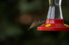 Hummingbirds at the hummingbird feeder at Foot of the Mountain Motel.

Filename: SRM_20070729_1544442.jpg
Aperture: f/2.8
Shutter Speed: 1/3200
Body: Canon EOS-1D Mark II
Lens: Canon EF 80-200mm f/2.8 L