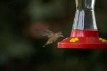 Hummingbirds at the hummingbird feeder at Foot of the Mountain Motel.

Filename: SRM_20070729_1544443.jpg
Aperture: f/2.8
Shutter Speed: 1/3200
Body: Canon EOS-1D Mark II
Lens: Canon EF 80-200mm f/2.8 L