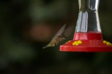 Hummingbirds at the hummingbird feeder at Foot of the Mountain Motel.

Filename: SRM_20070729_1544464.jpg
Aperture: f/2.8
Shutter Speed: 1/3200
Body: Canon EOS-1D Mark II
Lens: Canon EF 80-200mm f/2.8 L