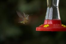 Hummingbirds at the hummingbird feeder at Foot of the Mountain Motel.

Filename: SRM_20070729_1544465.jpg
Aperture: f/2.8
Shutter Speed: 1/3200
Body: Canon EOS-1D Mark II
Lens: Canon EF 80-200mm f/2.8 L