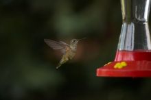 Hummingbirds at the hummingbird feeder at Foot of the Mountain Motel.

Filename: SRM_20070729_1544487.jpg
Aperture: f/2.8
Shutter Speed: 1/3200
Body: Canon EOS-1D Mark II
Lens: Canon EF 80-200mm f/2.8 L