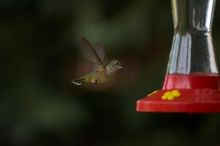 Hummingbirds at the hummingbird feeder at Foot of the Mountain Motel.

Filename: SRM_20070729_1544508.jpg
Aperture: f/2.8
Shutter Speed: 1/3200
Body: Canon EOS-1D Mark II
Lens: Canon EF 80-200mm f/2.8 L