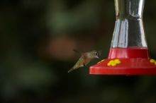 Hummingbirds at the hummingbird feeder at Foot of the Mountain Motel.

Filename: SRM_20070729_1544520.jpg
Aperture: f/2.8
Shutter Speed: 1/3200
Body: Canon EOS-1D Mark II
Lens: Canon EF 80-200mm f/2.8 L