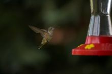 Hummingbirds at the hummingbird feeder at Foot of the Mountain Motel.

Filename: SRM_20070729_1544564.jpg
Aperture: f/2.8
Shutter Speed: 1/3200
Body: Canon EOS-1D Mark II
Lens: Canon EF 80-200mm f/2.8 L