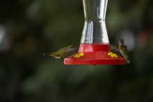 Hummingbirds at the hummingbird feeder at Foot of the Mountain Motel.

Filename: SRM_20070729_1545109.jpg
Aperture: f/2.8
Shutter Speed: 1/3200
Body: Canon EOS-1D Mark II
Lens: Canon EF 80-200mm f/2.8 L