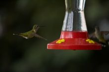 Hummingbirds at the hummingbird feeder at Foot of the Mountain Motel.

Filename: SRM_20070729_1545122.jpg
Aperture: f/2.8
Shutter Speed: 1/3200
Body: Canon EOS-1D Mark II
Lens: Canon EF 80-200mm f/2.8 L