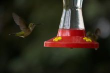 Hummingbirds at the hummingbird feeder at Foot of the Mountain Motel.

Filename: SRM_20070729_1545144.jpg
Aperture: f/2.8
Shutter Speed: 1/3200
Body: Canon EOS-1D Mark II
Lens: Canon EF 80-200mm f/2.8 L