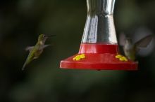 Hummingbirds at the hummingbird feeder at Foot of the Mountain Motel.

Filename: SRM_20070729_1545165.jpg
Aperture: f/2.8
Shutter Speed: 1/3200
Body: Canon EOS-1D Mark II
Lens: Canon EF 80-200mm f/2.8 L