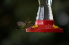 Hummingbirds at the hummingbird feeder at Foot of the Mountain Motel.

Filename: SRM_20070729_1545201.jpg
Aperture: f/2.8
Shutter Speed: 1/3200
Body: Canon EOS-1D Mark II
Lens: Canon EF 80-200mm f/2.8 L