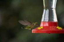 Hummingbirds at the hummingbird feeder at Foot of the Mountain Motel.

Filename: SRM_20070729_1545301.jpg
Aperture: f/2.8
Shutter Speed: 1/3200
Body: Canon EOS-1D Mark II
Lens: Canon EF 80-200mm f/2.8 L