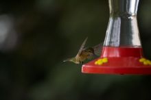 Hummingbirds at the hummingbird feeder at Foot of the Mountain Motel.

Filename: SRM_20070729_1545368.jpg
Aperture: f/2.8
Shutter Speed: 1/3200
Body: Canon EOS-1D Mark II
Lens: Canon EF 80-200mm f/2.8 L