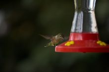 Hummingbirds at the hummingbird feeder at Foot of the Mountain Motel.

Filename: SRM_20070729_1545445.jpg
Aperture: f/2.8
Shutter Speed: 1/3200
Body: Canon EOS-1D Mark II
Lens: Canon EF 80-200mm f/2.8 L