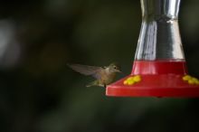 Hummingbirds at the hummingbird feeder at Foot of the Mountain Motel.

Filename: SRM_20070729_1545501.jpg
Aperture: f/2.8
Shutter Speed: 1/3200
Body: Canon EOS-1D Mark II
Lens: Canon EF 80-200mm f/2.8 L