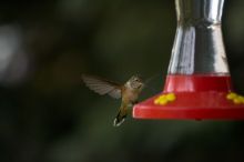 Hummingbirds at the hummingbird feeder at Foot of the Mountain Motel.

Filename: SRM_20070729_1545502.jpg
Aperture: f/2.8
Shutter Speed: 1/3200
Body: Canon EOS-1D Mark II
Lens: Canon EF 80-200mm f/2.8 L