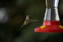 Hummingbirds at the hummingbird feeder at Foot of the Mountain Motel.

Filename: SRM_20070729_1545524.jpg
Aperture: f/2.8
Shutter Speed: 1/3200
Body: Canon EOS-1D Mark II
Lens: Canon EF 80-200mm f/2.8 L