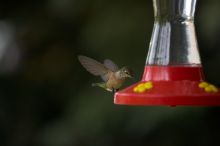 Hummingbirds at the hummingbird feeder at Foot of the Mountain Motel.

Filename: SRM_20070729_1545567.jpg
Aperture: f/2.8
Shutter Speed: 1/3200
Body: Canon EOS-1D Mark II
Lens: Canon EF 80-200mm f/2.8 L