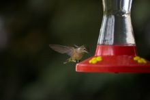Hummingbirds at the hummingbird feeder at Foot of the Mountain Motel.

Filename: SRM_20070729_1546024.jpg
Aperture: f/2.8
Shutter Speed: 1/3200
Body: Canon EOS-1D Mark II
Lens: Canon EF 80-200mm f/2.8 L