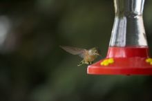 Hummingbirds at the hummingbird feeder at Foot of the Mountain Motel.

Filename: SRM_20070729_1546045.jpg
Aperture: f/2.8
Shutter Speed: 1/3200
Body: Canon EOS-1D Mark II
Lens: Canon EF 80-200mm f/2.8 L