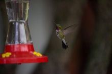 Hummingbirds at the hummingbird feeder at Foot of the Mountain Motel.

Filename: SRM_20070729_1551120.jpg
Aperture: f/2.8
Shutter Speed: 1/5000
Body: Canon EOS-1D Mark II
Lens: Canon EF 80-200mm f/2.8 L