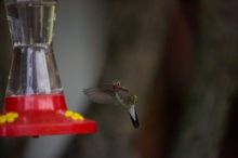 Hummingbirds at the hummingbird feeder at Foot of the Mountain Motel.

Filename: SRM_20070729_1551163.jpg
Aperture: f/2.8
Shutter Speed: 1/5000
Body: Canon EOS-1D Mark II
Lens: Canon EF 80-200mm f/2.8 L
