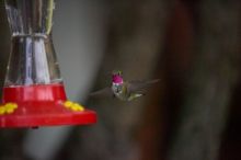 Hummingbirds at the hummingbird feeder at Foot of the Mountain Motel.

Filename: SRM_20070729_1551184.jpg
Aperture: f/2.8
Shutter Speed: 1/5000
Body: Canon EOS-1D Mark II
Lens: Canon EF 80-200mm f/2.8 L