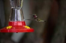 Hummingbirds at the hummingbird feeder at Foot of the Mountain Motel.

Filename: SRM_20070729_1551344.jpg
Aperture: f/2.8
Shutter Speed: 1/5000
Body: Canon EOS-1D Mark II
Lens: Canon EF 80-200mm f/2.8 L