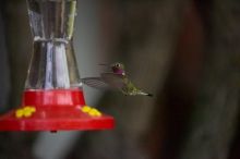 Hummingbirds at the hummingbird feeder at Foot of the Mountain Motel.

Filename: SRM_20070729_1551365.jpg
Aperture: f/2.8
Shutter Speed: 1/5000
Body: Canon EOS-1D Mark II
Lens: Canon EF 80-200mm f/2.8 L