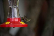 Hummingbirds at the hummingbird feeder at Foot of the Mountain Motel.

Filename: SRM_20070729_1551366.jpg
Aperture: f/2.8
Shutter Speed: 1/5000
Body: Canon EOS-1D Mark II
Lens: Canon EF 80-200mm f/2.8 L