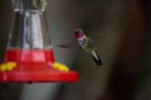Hummingbirds at the hummingbird feeder at Foot of the Mountain Motel.

Filename: SRM_20070729_1551421.jpg
Aperture: f/2.8
Shutter Speed: 1/5000
Body: Canon EOS-1D Mark II
Lens: Canon EF 80-200mm f/2.8 L