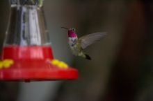 Hummingbirds at the hummingbird feeder at Foot of the Mountain Motel.

Filename: SRM_20070729_1551529.jpg
Aperture: f/2.8
Shutter Speed: 1/5000
Body: Canon EOS-1D Mark II
Lens: Canon EF 80-200mm f/2.8 L