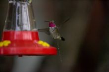 Hummingbirds at the hummingbird feeder at Foot of the Mountain Motel.

Filename: SRM_20070729_1551542.jpg
Aperture: f/2.8
Shutter Speed: 1/5000
Body: Canon EOS-1D Mark II
Lens: Canon EF 80-200mm f/2.8 L