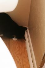 Photos of our new kitten, Penny. We rescued her from the Austin Humane Society on Monday, October 1, 2007.
Filename: SRM_20071001_1937108.jpg
Aperture: f/5.0
Shutter Speed: 1/100
Body: Canon EOS-1D Mark II
Lens: Canon EF 50mm f/1.8 II