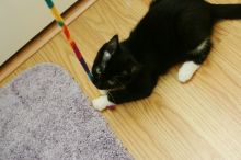 Photos of our new kitten, Penny. We rescued her from the Austin Humane Society on Monday, October 1, 2007.
Filename: SRM_20071001_1942568.jpg
Aperture: f/5.0
Shutter Speed: 1/100
Body: Canon EOS-1D Mark II
Lens: Canon EF 50mm f/1.8 II