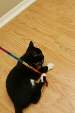 Photos of our new kitten, Penny. We rescued her from the Austin Humane Society on Monday, October 1, 2007.
Filename: SRM_20071001_1943584.jpg
Aperture: f/5.0
Shutter Speed: 1/100
Body: Canon EOS-1D Mark II
Lens: Canon EF 50mm f/1.8 II