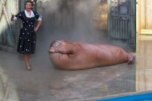 Uncle Max the walrus does situps in "The Cannery Row Caper" show at Sea World, San Antonio.

Filename: SRM_20060423_162448_5.jpg
Aperture: f/7.1
Shutter Speed: 1/320
Body: Canon EOS 20D
Lens: Canon EF 80-200mm f/2.8 L