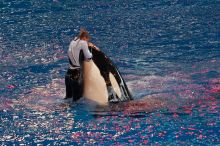 Shamu and Namu in the Believe show at Sea World, San Antonio.

Filename: SRM_20060423_123734_1.jpg
Aperture: f/5.0
Shutter Speed: 1/320
Body: Canon EOS 20D
Lens: Canon EF 80-200mm f/2.8 L