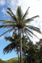 Palm trees in Kahakuloa, the north end of Maui, Hawai'i, 2007.

Filename: SRM_20071219_1535305.jpg
Aperture: f/10.0
Shutter Speed: 1/500
Body: Canon EOS-1D Mark II
Lens: Sigma 15-30mm f/3.5-4.5 EX Aspherical DG DF