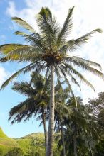 Palm trees in Kahakuloa, the north end of Maui, Hawai'i, 2007.

Filename: SRM_20071219_1535446.jpg
Aperture: f/10.0
Shutter Speed: 1/320
Body: Canon EOS-1D Mark II
Lens: Sigma 15-30mm f/3.5-4.5 EX Aspherical DG DF