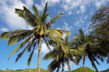 Palm trees in Kahakuloa, the north end of Maui, Hawai'i, 2007.

Filename: SRM_20071219_1536047.jpg
Aperture: f/10.0
Shutter Speed: 1/800
Body: Canon EOS-1D Mark II
Lens: Sigma 15-30mm f/3.5-4.5 EX Aspherical DG DF