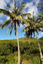 Palm trees in Kahakuloa, the north end of Maui, Hawai'i, 2007.

Filename: SRM_20071219_1536248.jpg
Aperture: f/10.0
Shutter Speed: 1/1000
Body: Canon EOS-1D Mark II
Lens: Sigma 15-30mm f/3.5-4.5 EX Aspherical DG DF