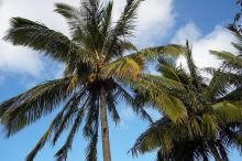 Palm trees in Kahakuloa, the north end of Maui, Hawai'i, 2007.

Filename: SRM_20071219_1537309.jpg
Aperture: f/10.0
Shutter Speed: 1/640
Body: Canon EOS-1D Mark II
Lens: Sigma 15-30mm f/3.5-4.5 EX Aspherical DG DF