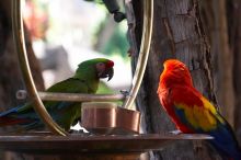 Parrots at The Westin Maui, Maui, Hawai'i, 2007.

Filename: SRM_20071217_1223219.jpg
Aperture: f/4.0
Shutter Speed: 1/320
Body: Canon EOS 20D
Lens: Canon EF 80-200mm f/2.8 L