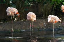 Pink Flamingos at The Westin Maui, Maui, Hawai'i, 2007.

Filename: SRM_20071217_1223430.jpg
Aperture: f/4.0
Shutter Speed: 1/100
Body: Canon EOS 20D
Lens: Canon EF 80-200mm f/2.8 L