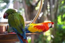 Parrots at The Westin Maui, Maui, Hawai'i, 2007.

Filename: SRM_20071217_1224082.jpg
Aperture: f/4.0
Shutter Speed: 1/250
Body: Canon EOS 20D
Lens: Canon EF 80-200mm f/2.8 L