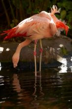 A pink flamingo in The Westin Maui hotel courtyard, Maui, Hawai'i, 2007.

Filename: SRM_20071218_1352128.jpg
Aperture: f/2.8
Shutter Speed: 1/1000
Body: Canon EOS-1D Mark II
Lens: Canon EF 300mm f/2.8 L IS