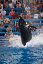 Shamu and Namu in the Believe show at Sea World, San Antonio.

Filename: SRM_20060423_125522_4.jpg
Aperture: f/2.8
Shutter Speed: 1/320
Body: Canon EOS 20D
Lens: Canon EF 80-200mm f/2.8 L