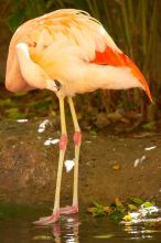 A pink flamingo in The Westin Maui hotel courtyard, Maui, Hawai'i, 2007.

Filename: SRM_20071218_1356444.jpg
Aperture: f/5.6
Shutter Speed: 1/160
Body: Canon EOS-1D Mark II
Lens: Canon EF 300mm f/2.8 L IS