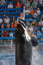 Shamu and Namu in the Believe show at Sea World, San Antonio.

Filename: SRM_20060423_124416_6.jpg
Aperture: f/4.0
Shutter Speed: 1/200
Body: Canon EOS 20D
Lens: Canon EF 80-200mm f/2.8 L