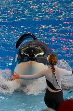 Shamu and Namu in the Believe show at Sea World, San Antonio.

Filename: SRM_20060423_125702_7.jpg
Aperture: f/5.0
Shutter Speed: 1/320
Body: Canon EOS 20D
Lens: Canon EF 80-200mm f/2.8 L